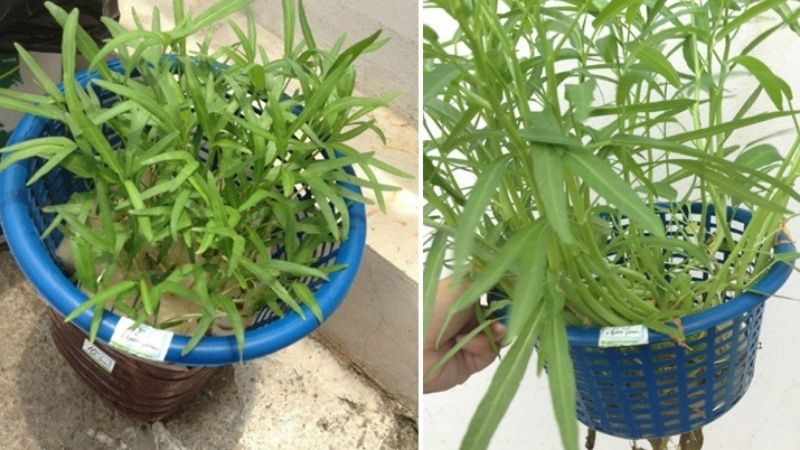 Chăm sóc cây rau muống