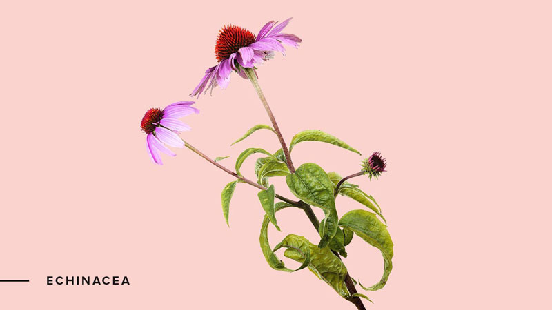 Cúc tím (Echinacea) là gì?Những lợi ích của Echinacea đối với sức khoẻ