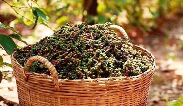 Giá tiêu hôm nay 16/11/2021: Dao động trong khoảng 82.500 - 85.000 đồng/kg