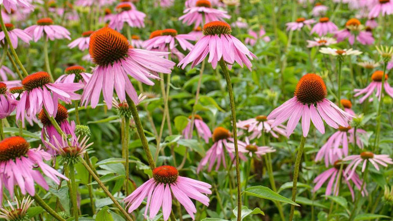 Cúc Tím (Echinacea) Có Tác Dụng Đối Với Bệnh Cảm Lạnh Không?