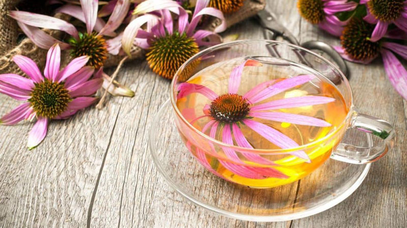 Lưu ý khi sử dụng Cúc tím (Echinacea)