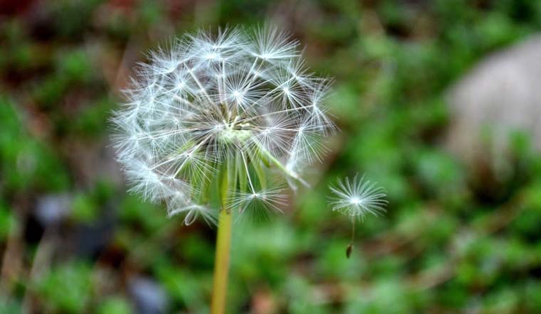 Tổng Hợp 10 Lợi Ích Của Bồ Công Anh (Dandelion) Đối Với Sức Khỏe