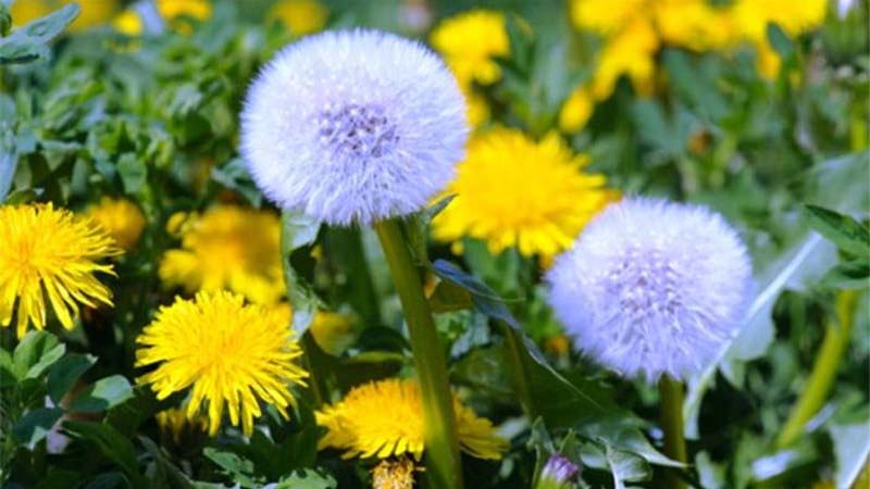 Tổng hợp 10 lợi ích của bồ công anh (Dandelion) đối với sức khỏe