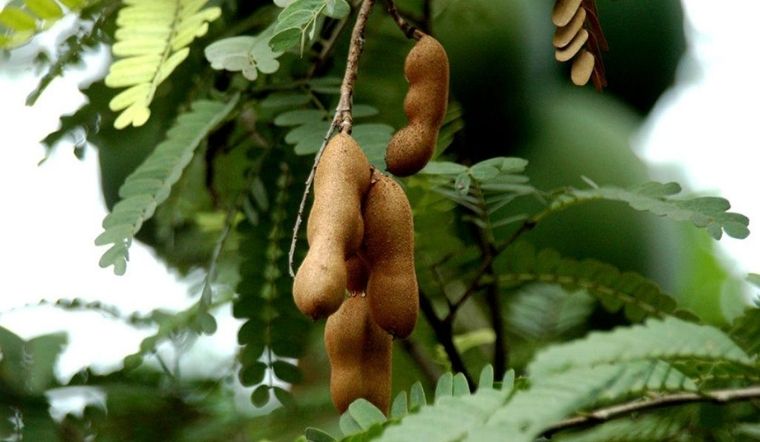 2 cách lột me nhanh chỉ với vài thao tác đơn giản