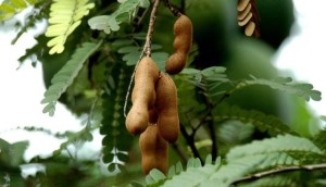 2 cách lột me nhanh chỉ với vài thao tác đơn giản