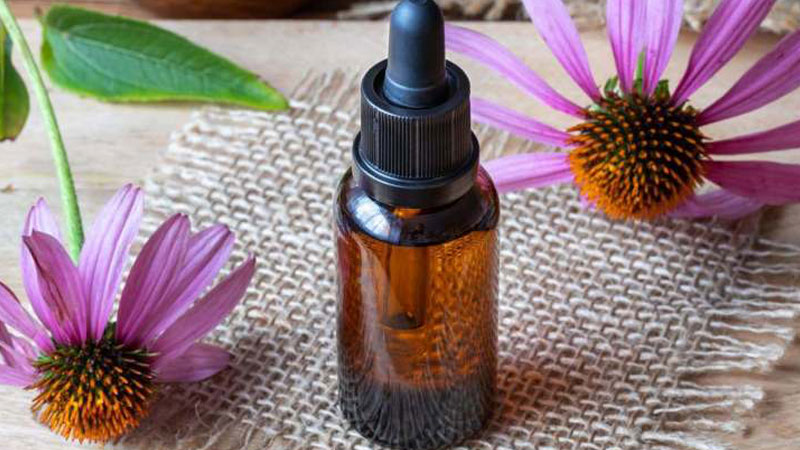 Liều lượng khi sử dụng Cúc tím (Echinacea)