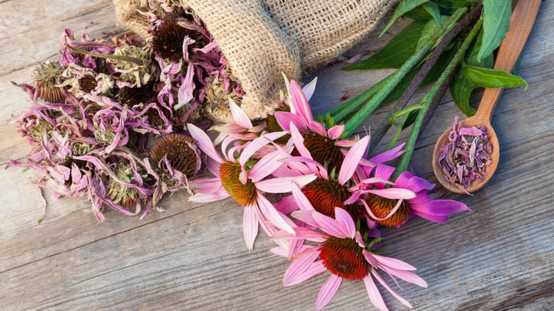 Lưu ý sử dụng Cúc tím (Echinacea) đối với trẻ em