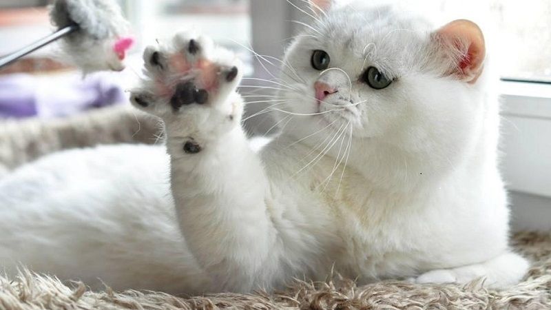 Mèo có thể thuận tay trái hoặc tay phải