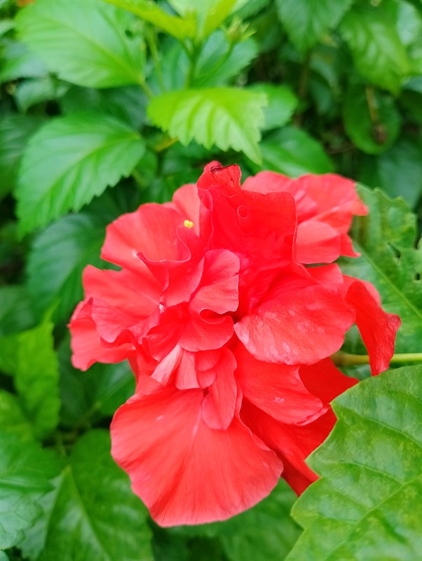 Ảnh chụp bằng camera macro của Realme C25Y