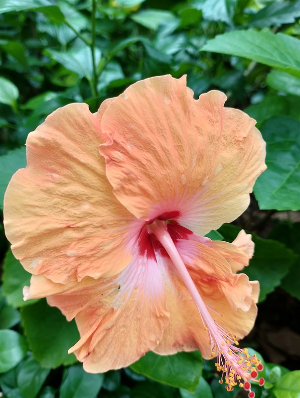 Ảnh chụp bằng camera macro của Realme C25Y