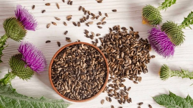 Milk Thistle (Kế sữa) là gì?Những lợi ích của Kế sữa đối với sức khoẻ