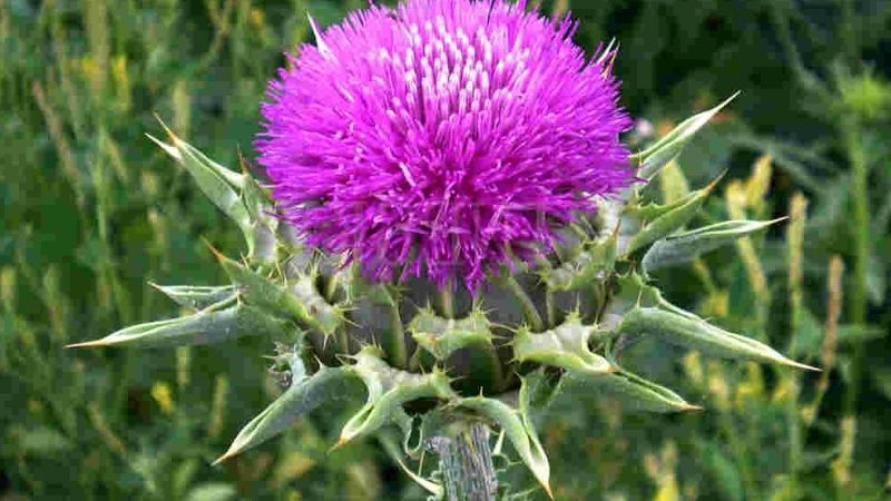 Liều dùng, cách dùng, lưu ý khi sử dụng Milk Thistle (Kế sữa)