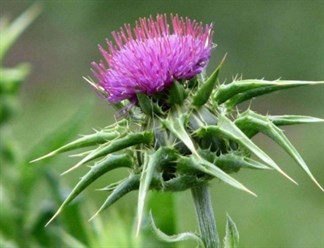 Liều dùng, cách dùng, lưu ý khi sử dụng Milk Thistle (Kế sữa)