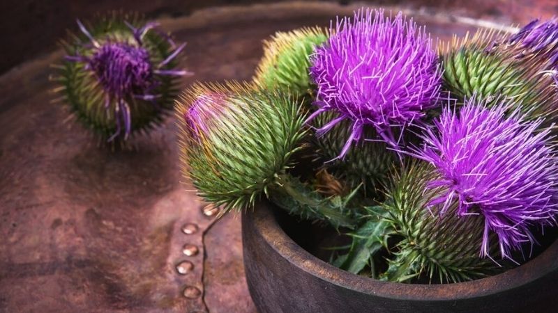 Milk Thistle (Kế sữa) có thể dùng để giảm cân không?