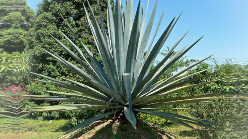 What is Agave Nectar? Is it harmful to health?