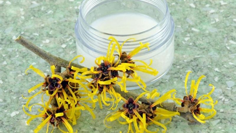 Chiết xuất cây phỉ (Witch Hazel) là gì? Công dụng của Witch Hazel cho da