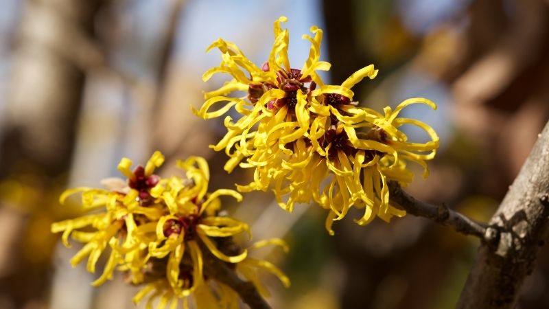 Những lưu ý khi sử dụng chiết xuất cây phỉ (Witch Hazel)