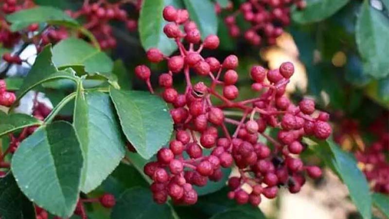 Thông tin về hạt tiêu thế giới