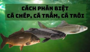 Cách phân biệt cá chép, cá trắm, cá trôi cho hội chị em nội trợ