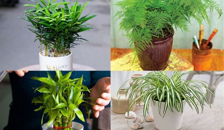 Người mệnh Thủy trồng cây gì để đón nhiều vận may?