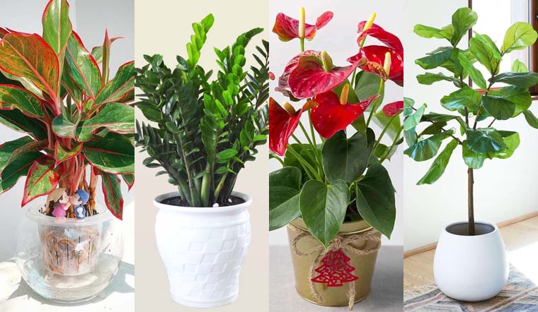 Mệnh Mộc hợp cây gì? 10 cây mang đến tài lộc cho người mệnh Mộc