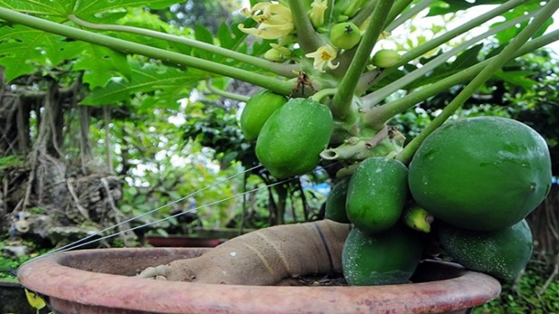 Cây đu đủ phát triển