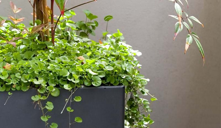 Cây vảy rồng là cây gì? Đặc điểm, ý nghĩa, lưu ý khi trồng