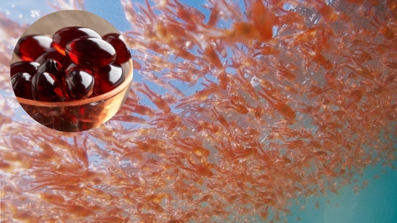 Tác dụng của dầu krill đối với sức khỏe