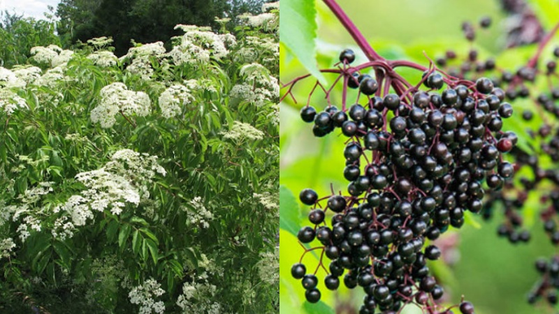 Elderberry là cây gì? Lợi ích của elderberry đối với sức khỏe