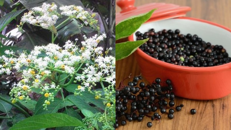 Hoa và quả Elderberry chứa nhiều chất dinh dưỡng