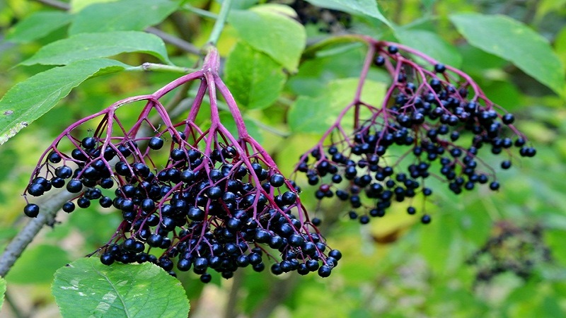 Elderberry có tác dụng điều trị bệnh cúm