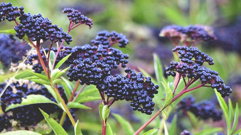 Elderberry có tác dụng tăng cường hệ miễn dịch