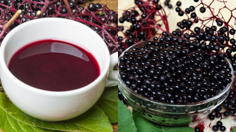 Elderberry có tác dụng cải thiện hệ tiêu hóa