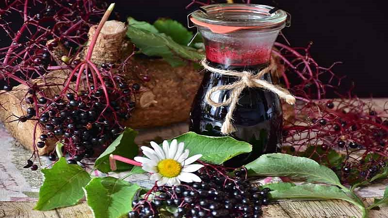 Tác dụng phụ của Elderberry