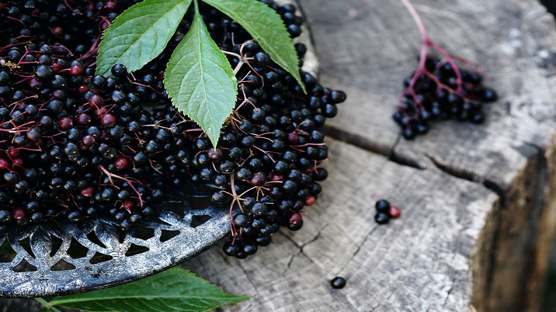 Những lưu ý khi dùng Elderberry