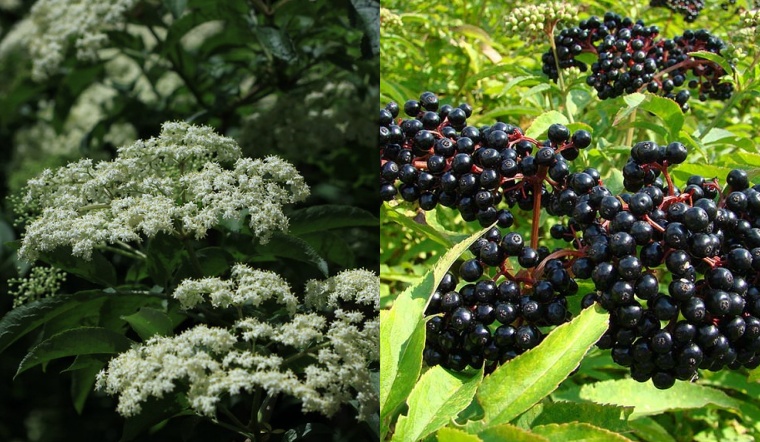Elderberry là cây gì? Lợi ích của elderberry đối với sức khỏe