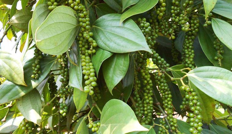 Giá tiêu hôm nay 26/11/2021: Dao động trong khoảng 81.000 - 84.000 đồng/kg