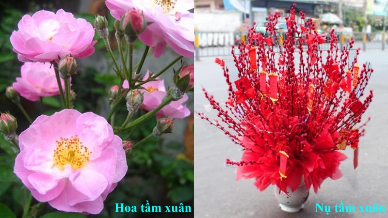 Hoa tầm xuân có phải nụ tầm xuân không?