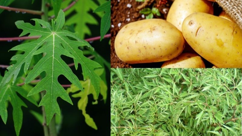 Kết hợp lá đu đủ, khoai tây và đinh lăng để điều trị viêm da cơ địa