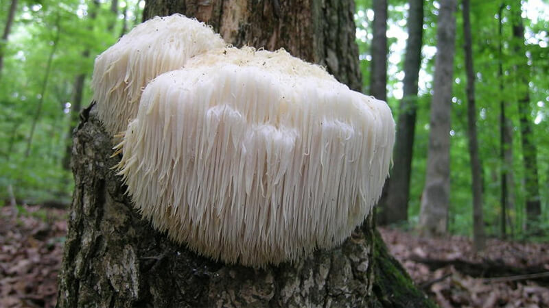 Lion's Mane Mushrooms có tên khoa học là Hericium erinaceus