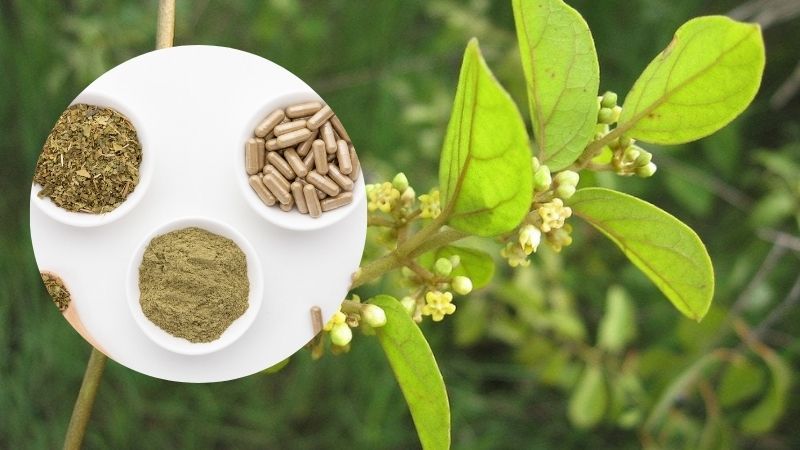 Liều lượng và cách sử dụng Gymnema Sylvestre