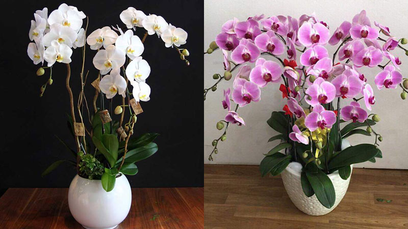Hướng dẫn cách cách cắm hoa đẹp trang trí phòng khách để tạo điểm ...