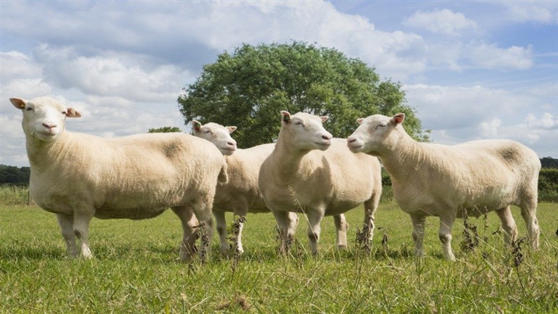 Những điều chị em cần hiểu rõ để sử dụng nhau thai cừu hiệu quả