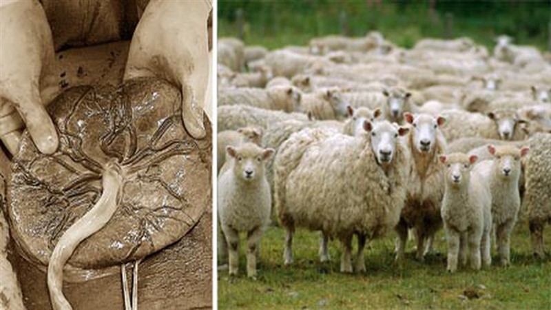 Nhau thai cừu rất an toàn, tuy nhiên tác dụng còn tùy thuộc cơ địa mỗi người khác nhau