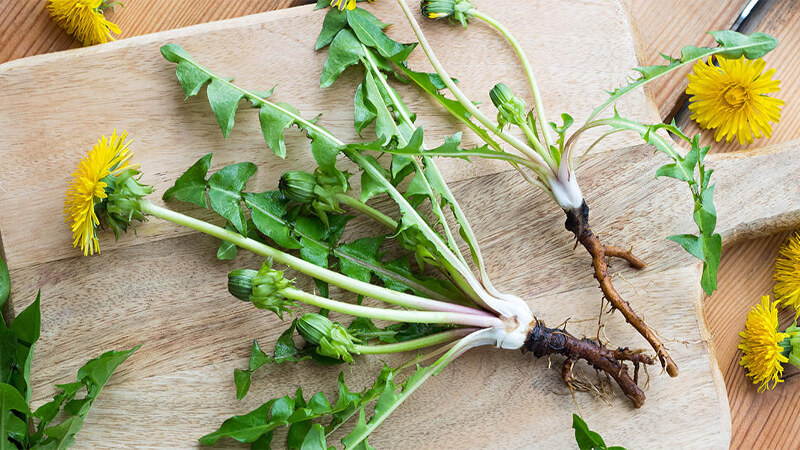 Rễ cây bồ công anh (dandelion root) là gì? Có lợi như thế nào đối với sức khỏe?