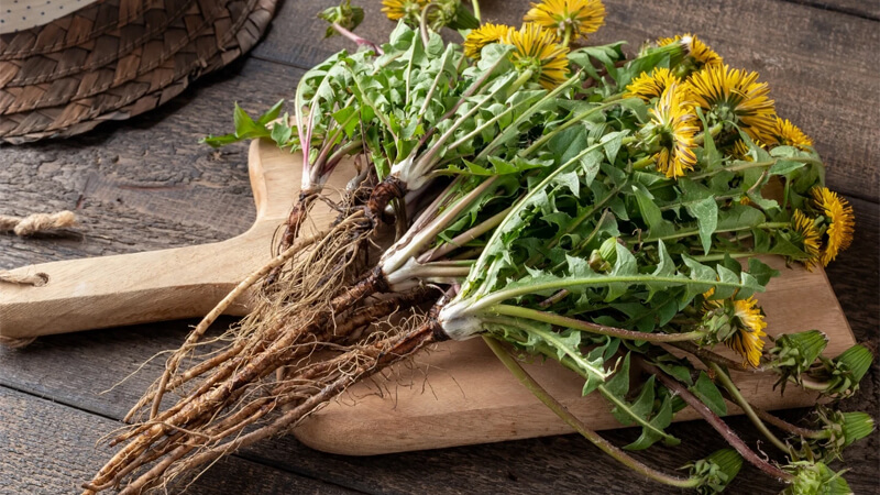 Liều lượng sử dụng của Dandelion Root