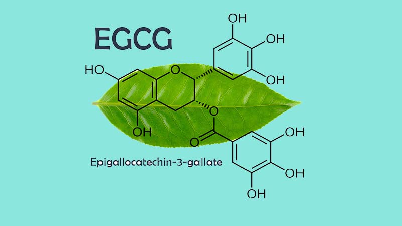 Loại catechin dồi dào và hoạt động mạnh nhất chính là EGCG
