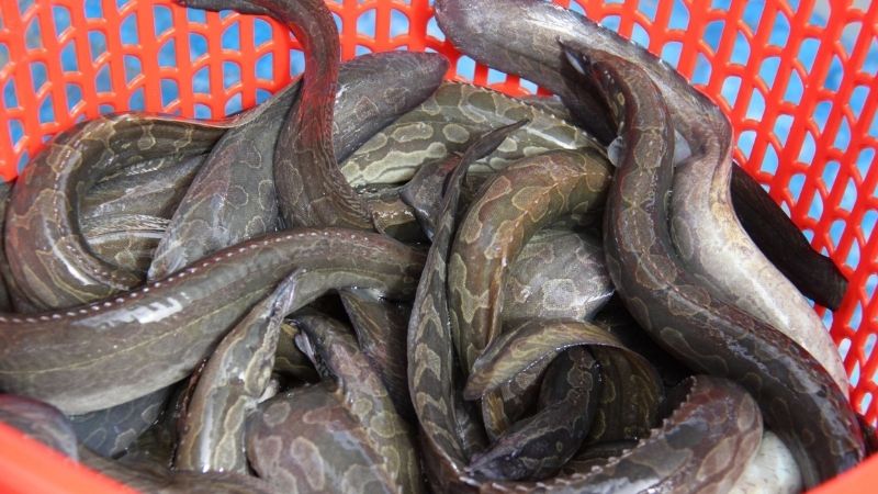 Cách chọn cá chạch tươi ngon, thịt chắc, không sợ mua phải cá ươn