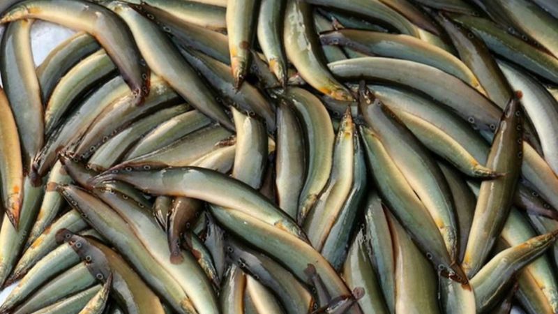 Bách hoá XANH: Đại siêu thị bán cá chạch giá tốt nhất