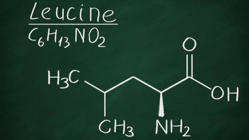 Leucine là gì? Tác dụng của leucine đối với cơ thể